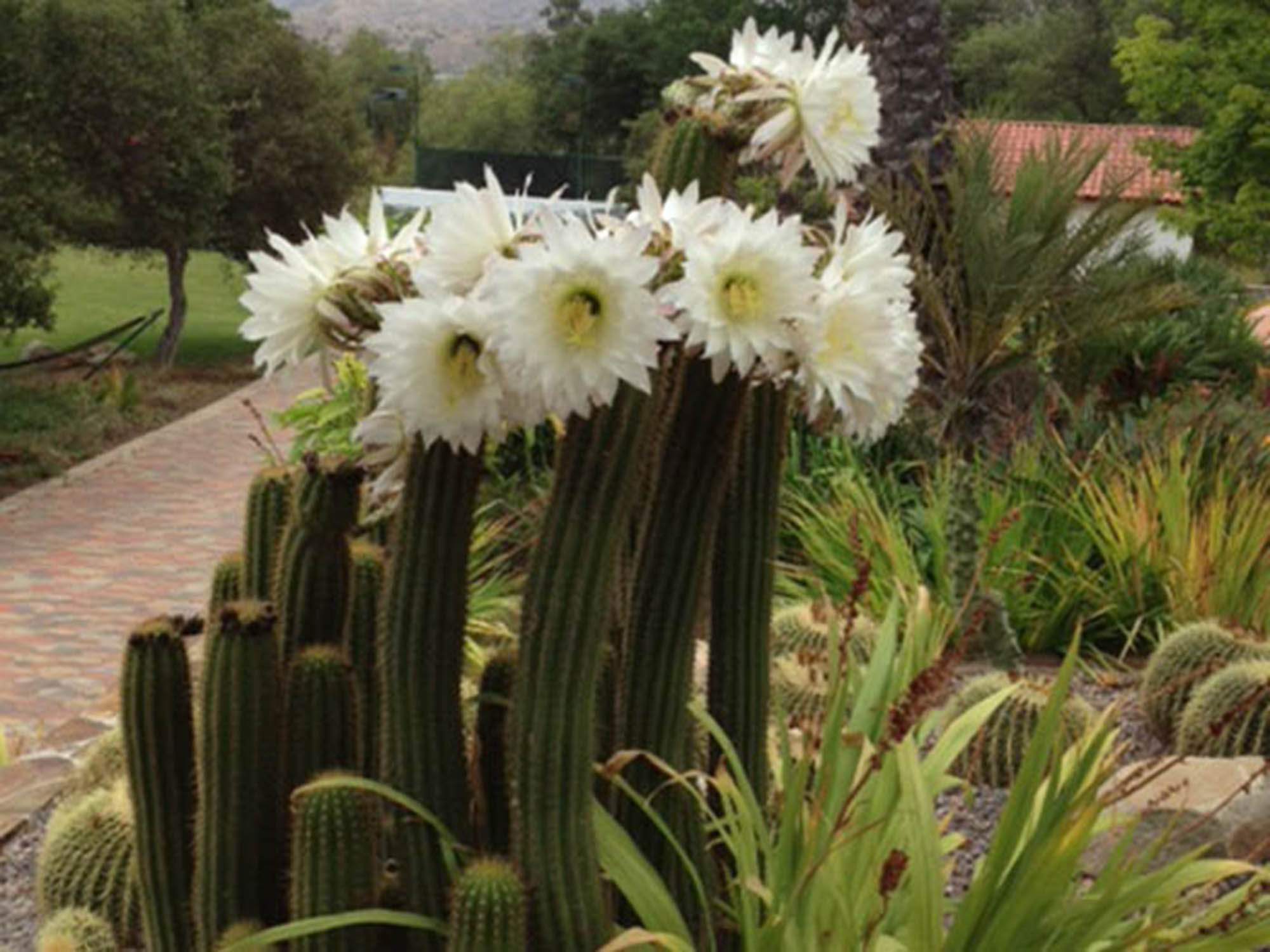 Trichocereus spachianus