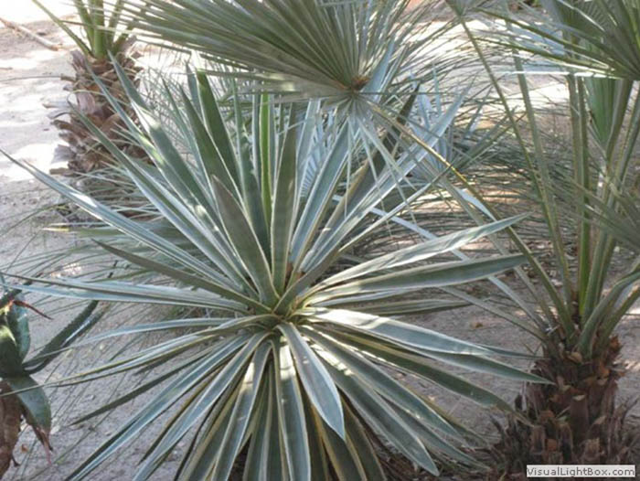 Agave angustifolia variegata