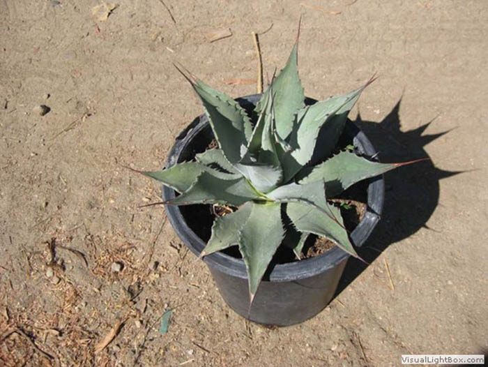 Agave parryi hybrid