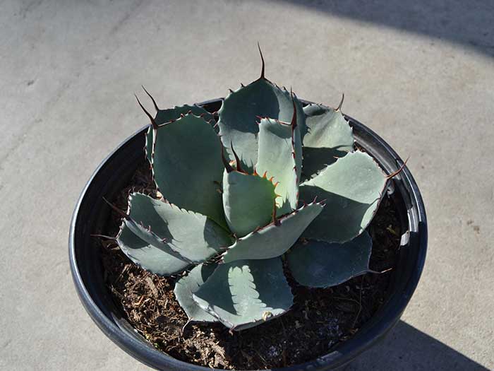 Agave-parryi