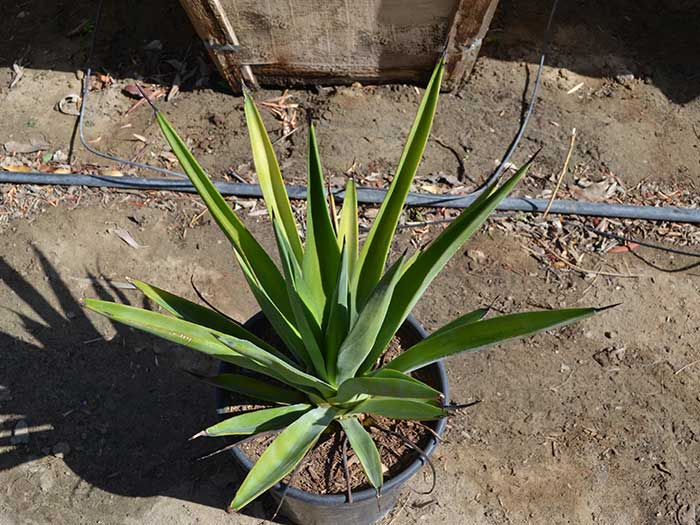 Agave-sisiliana