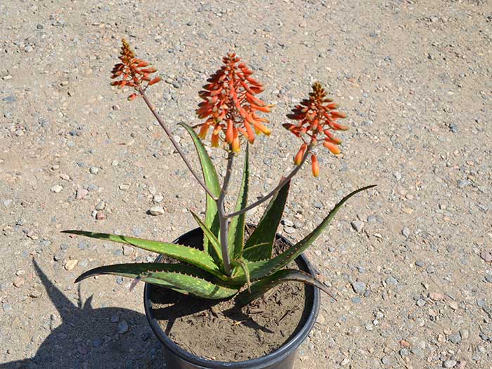 Aloe-rudikoppe-_-little-gem