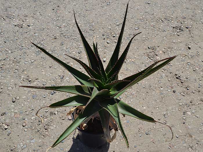 Aloe-vombii