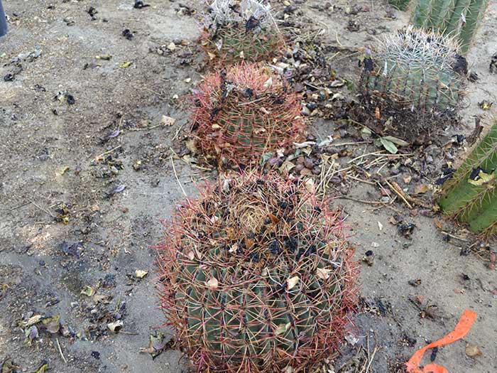 Ferocactus-acanthodes