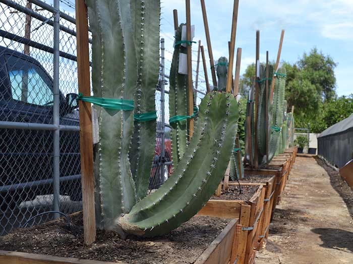 Lophocereus-schotti---senita