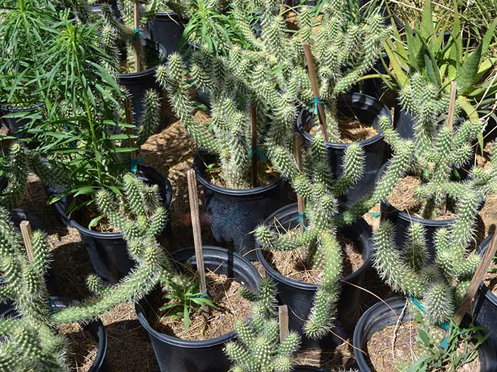 Opuntia-bigelovii---teddybear-cholla