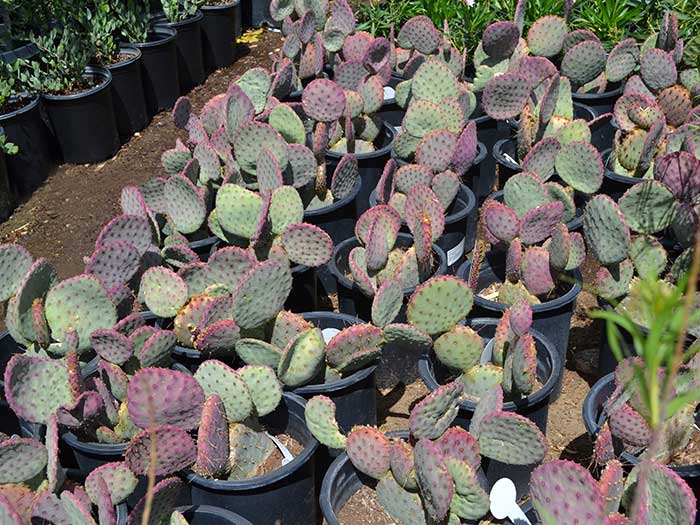 Opuntia-vioalcea-_santa-rita_---purple-prickly-pear