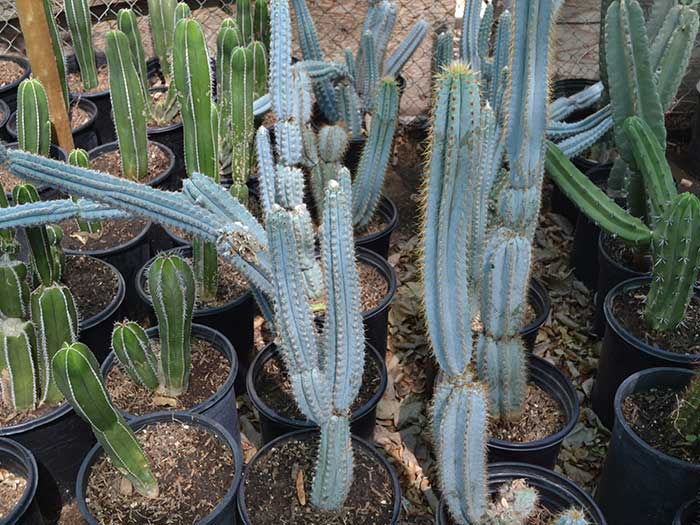 Pilosocereus-azureus