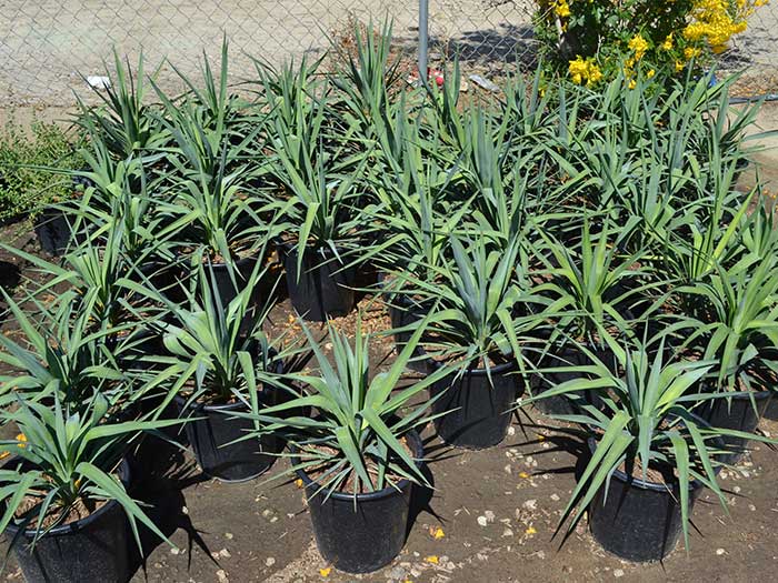 Yucca-recurvifolia-_pendula