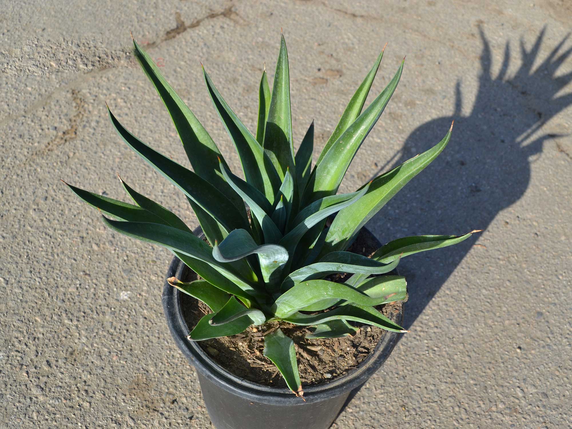 Agave-desmettiana