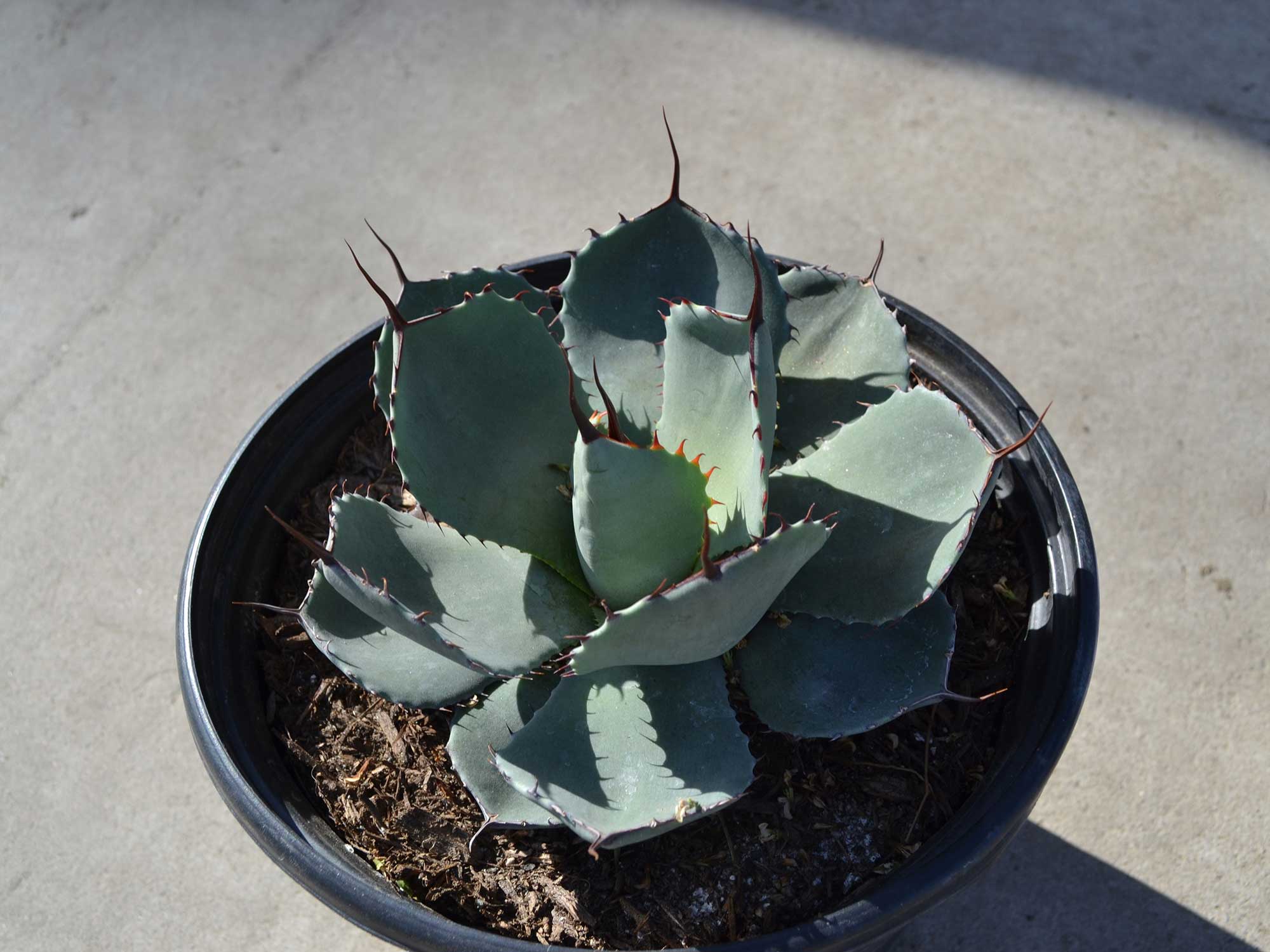 Agave-parryi