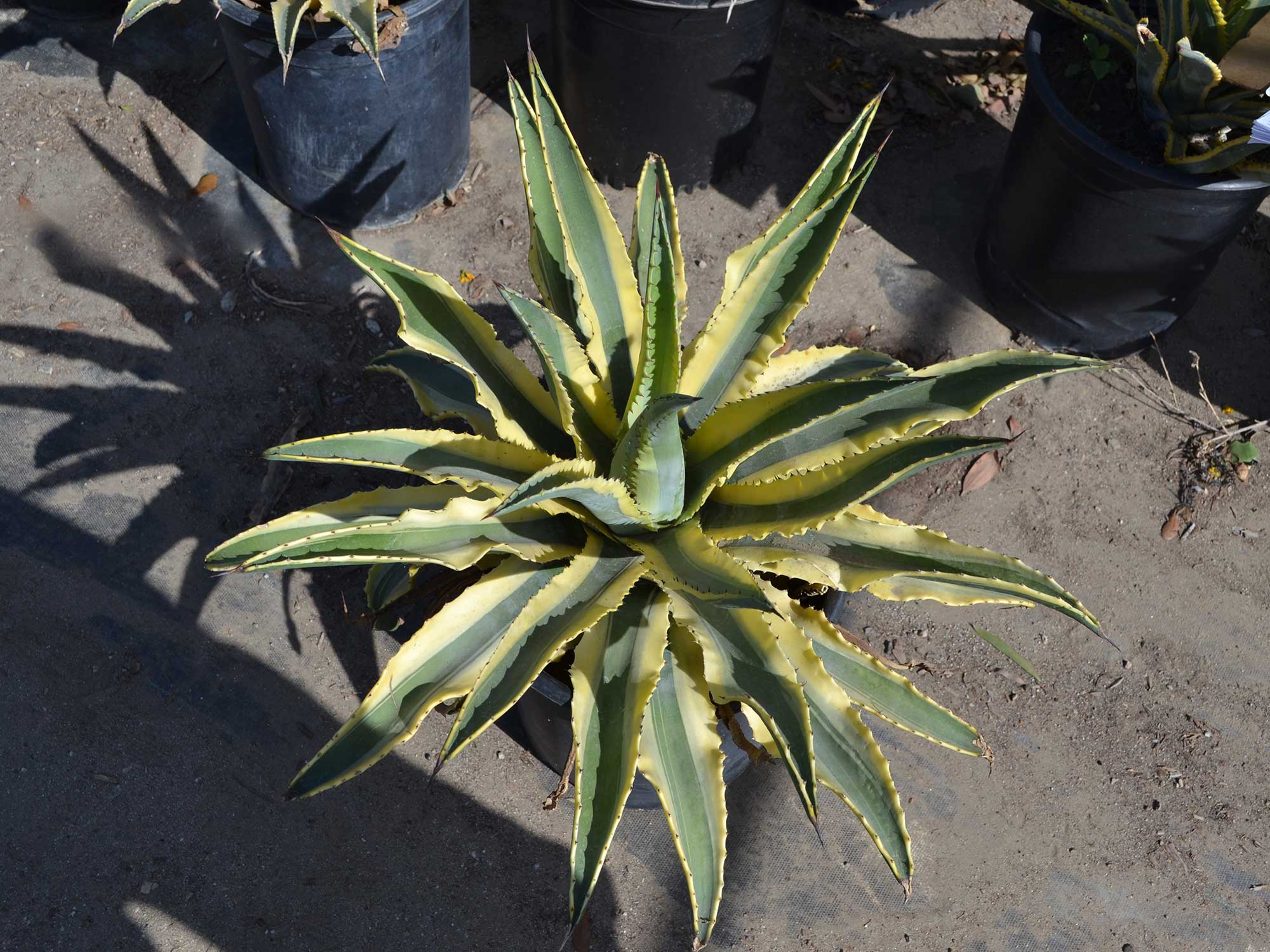 Agave-x.-cornelius