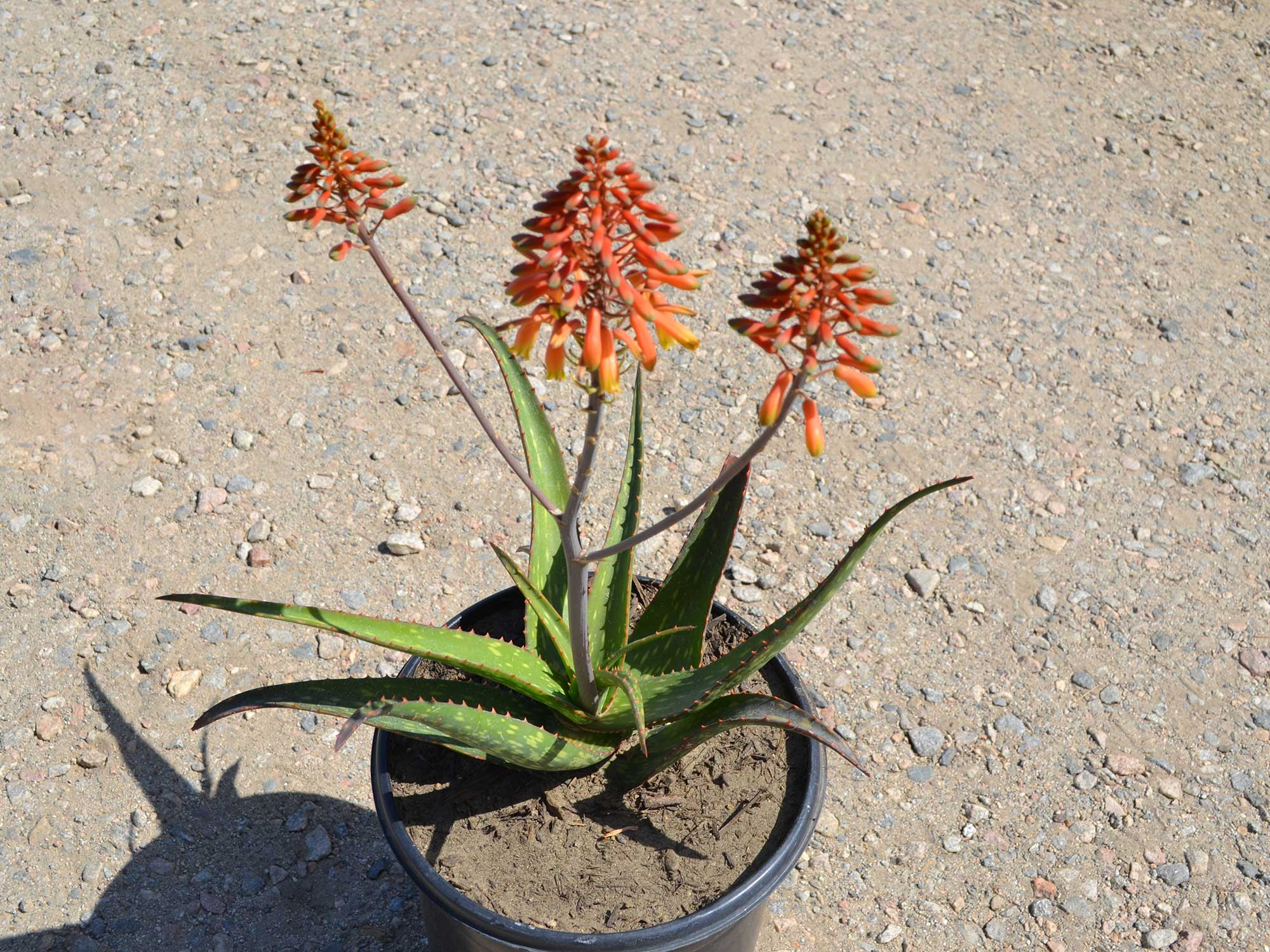 Aloe-rudikoppe-_-little-gem