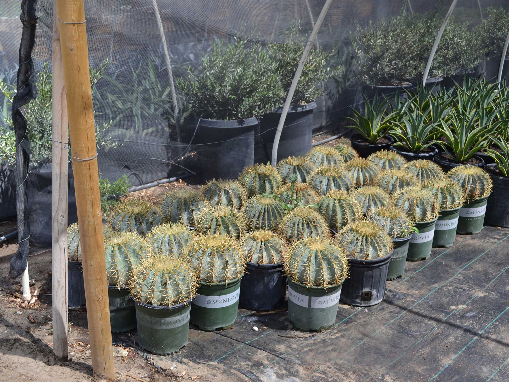 Ferocactus-glaucescens---blue-barrel