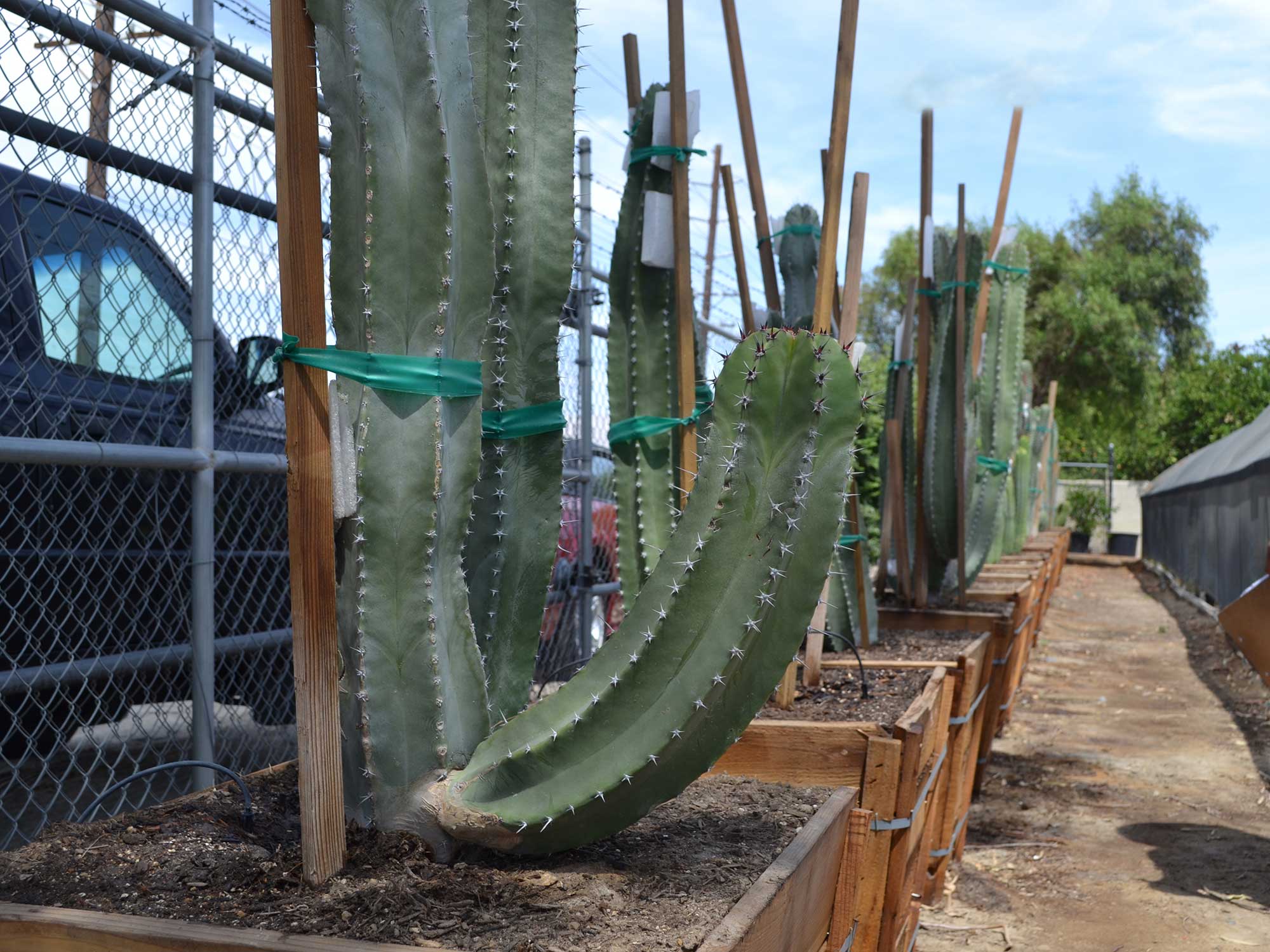 Lophocereus-schotti---senita