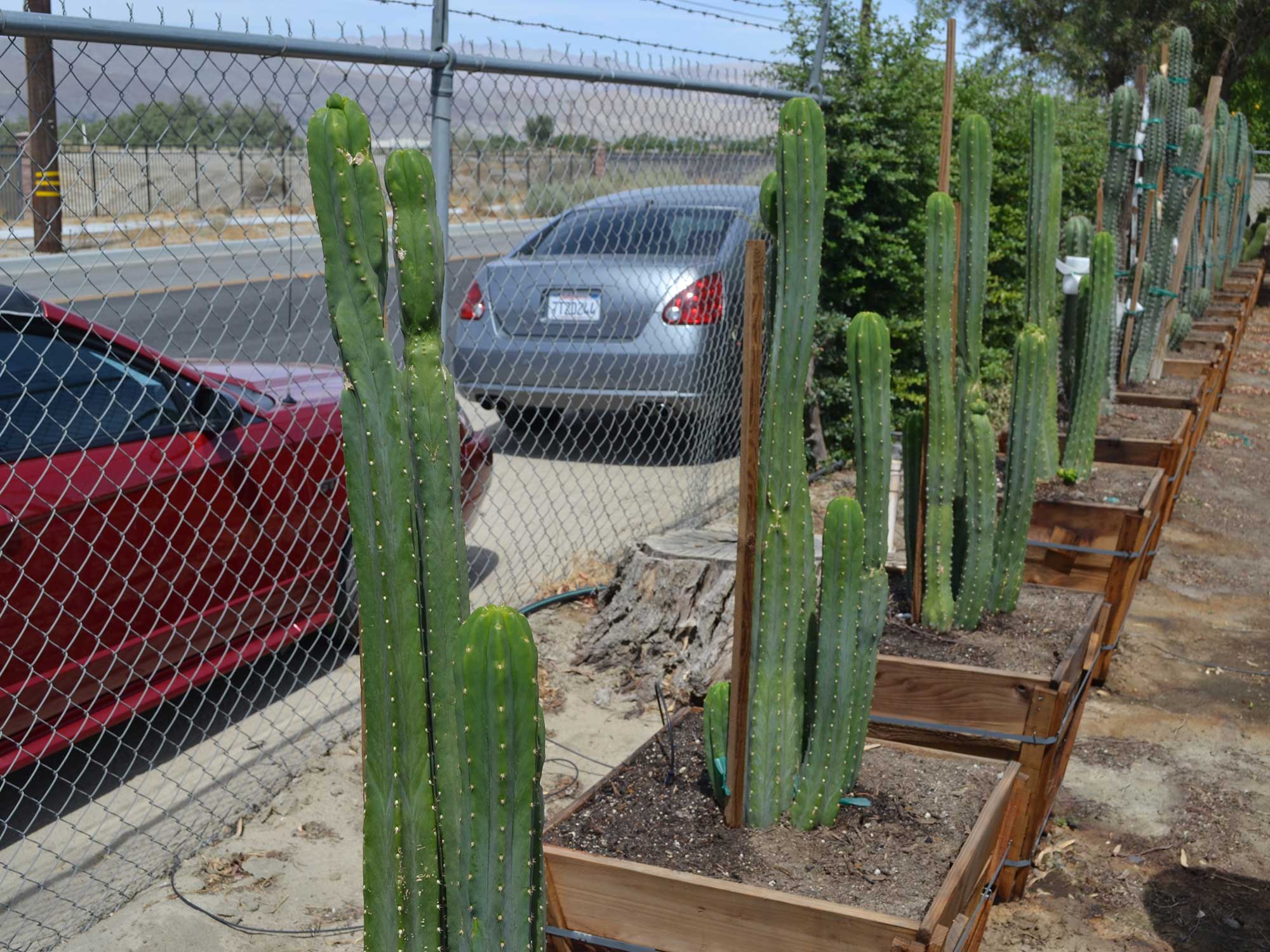 Trichocereus-pachanoi---san-pedro