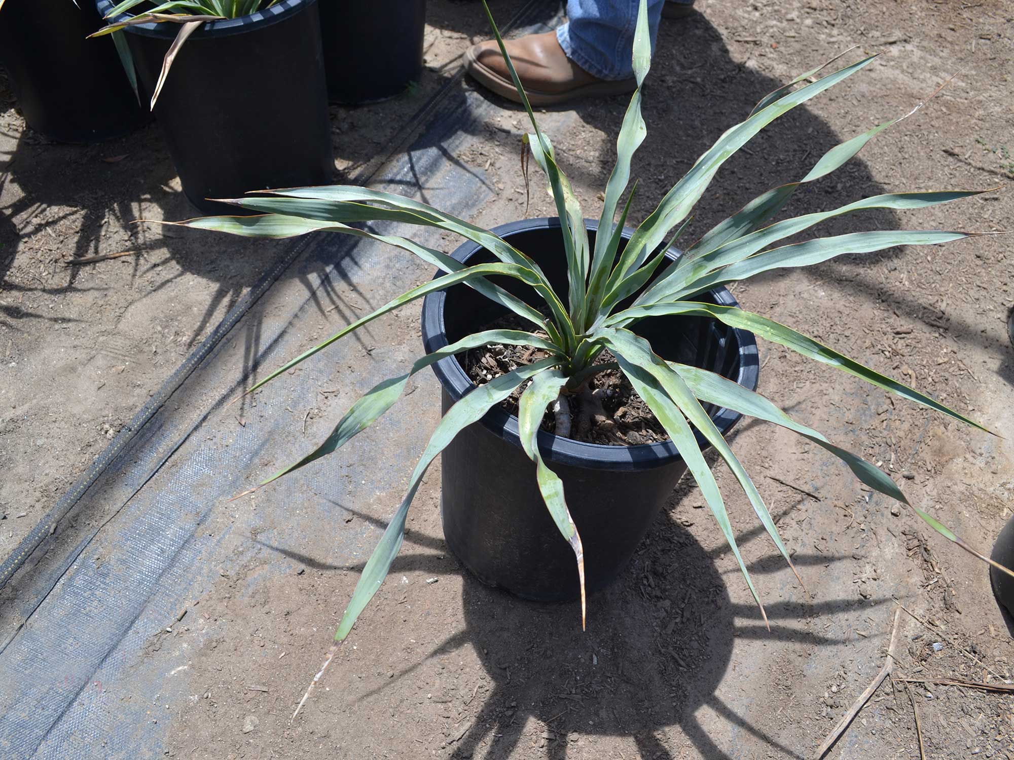 Yucca-pallida