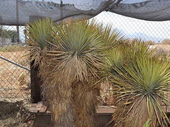 Yucca-thompsoniana