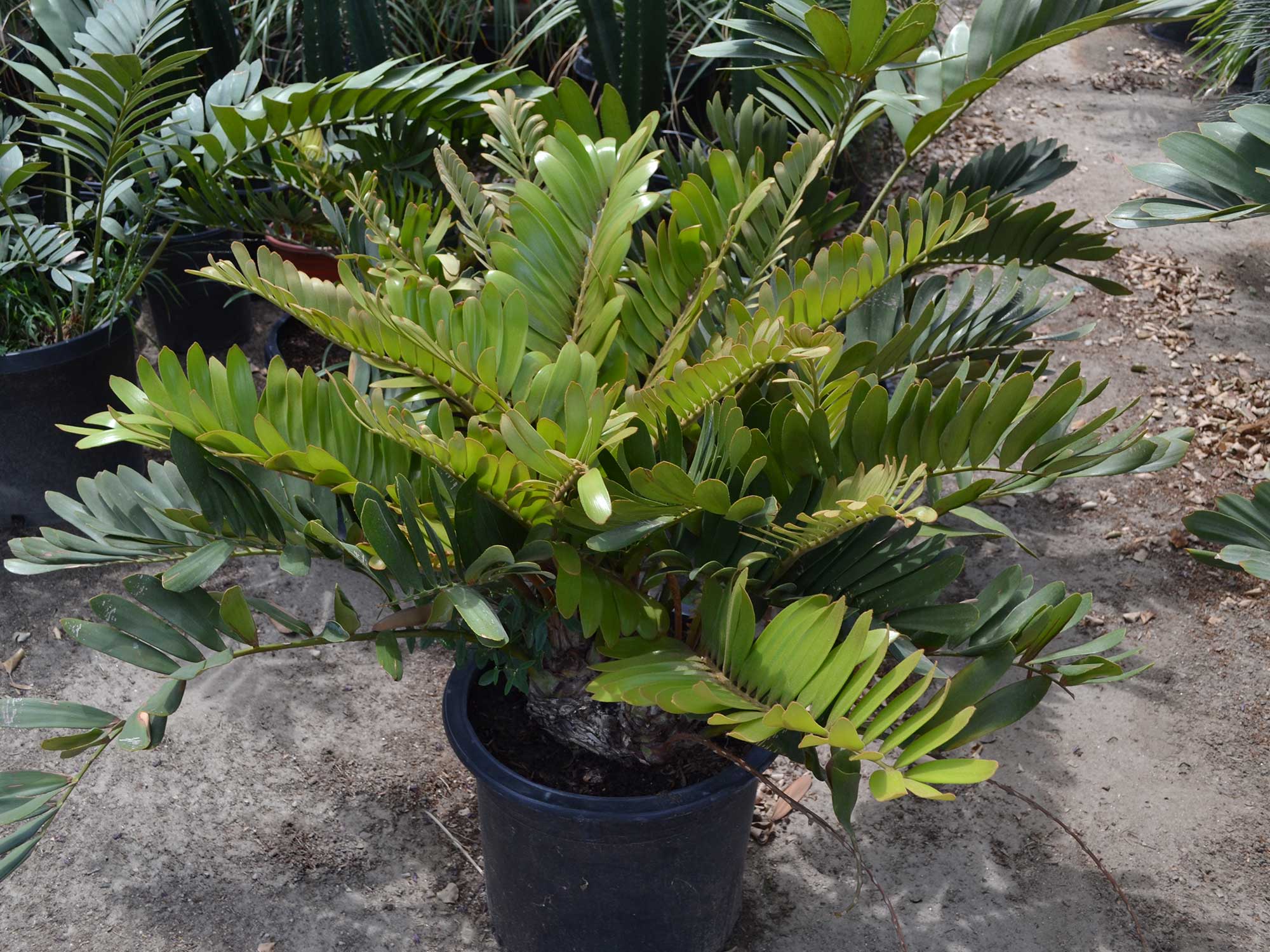 Zamia-furfuracea