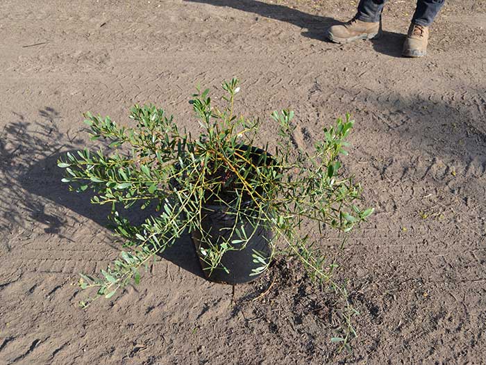 Acacia-redolens---desert-carpet