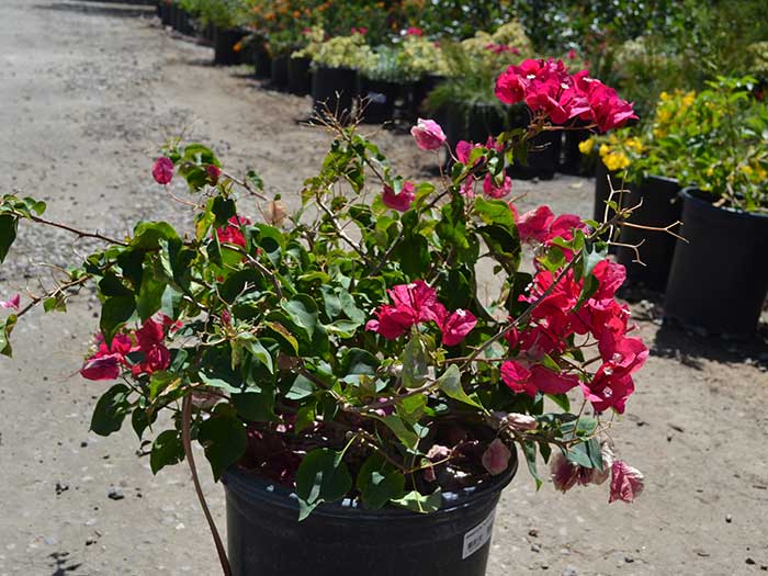 Bougainvillea-lajolla