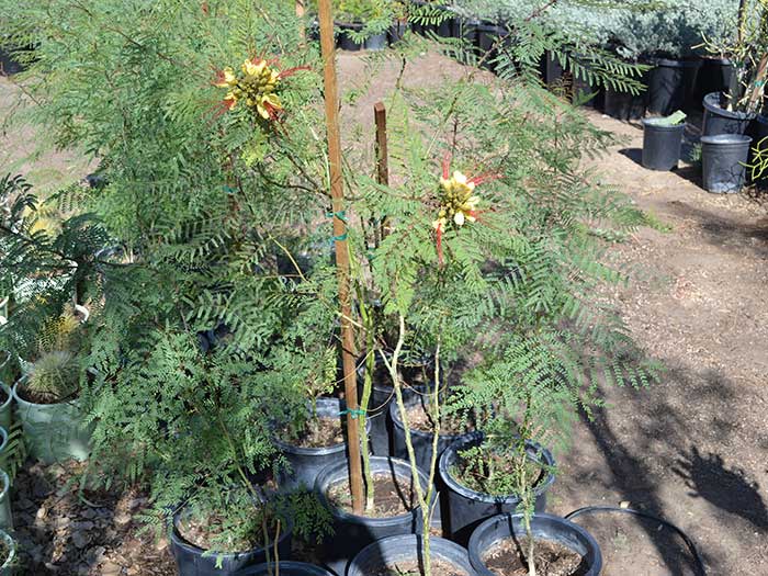 Caesalpinia-giliesii