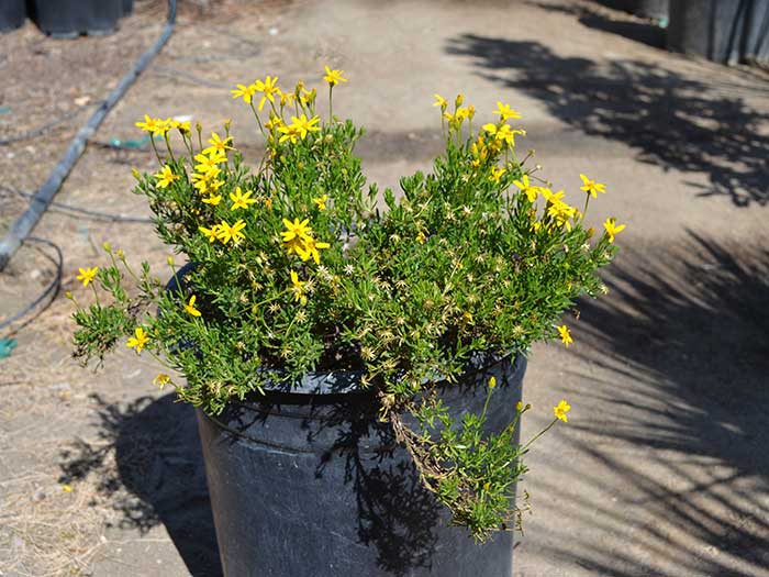 Chrysactinia-mexicana