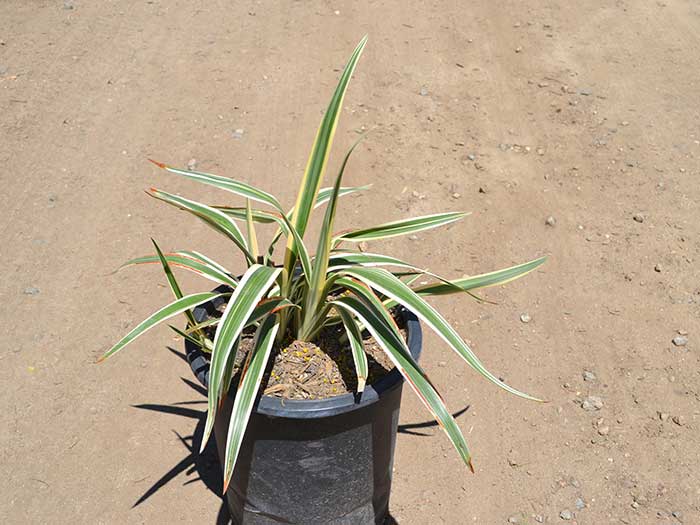 Dianella-tasmanica-_variegata