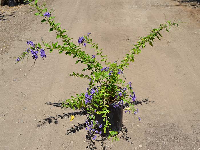 Duranta-erecta