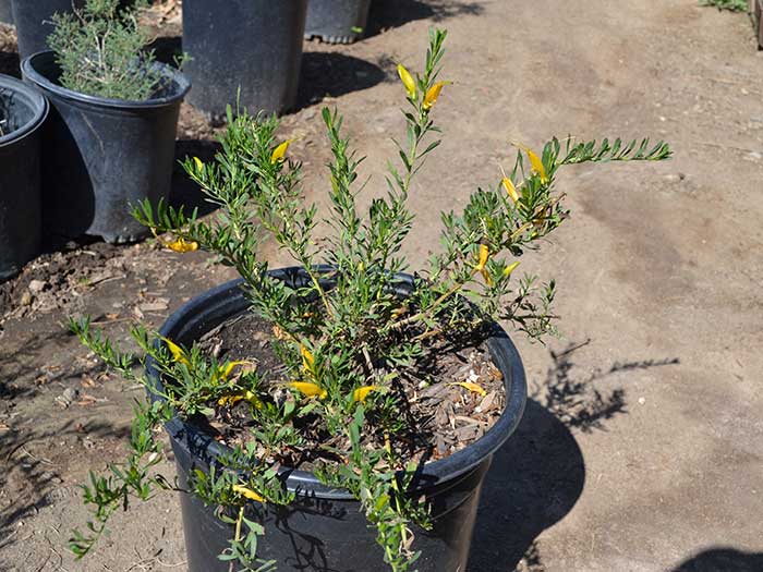 Eremophila-glabra_mingenew-gold