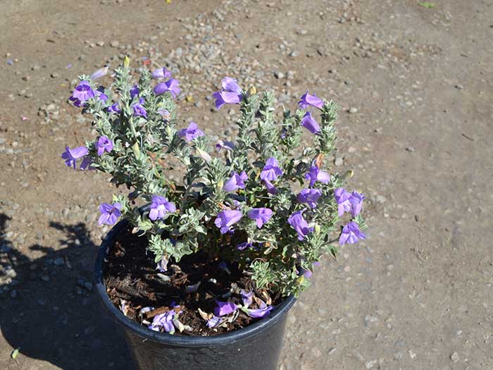 Eremophila-hygrophana-_blue-bells