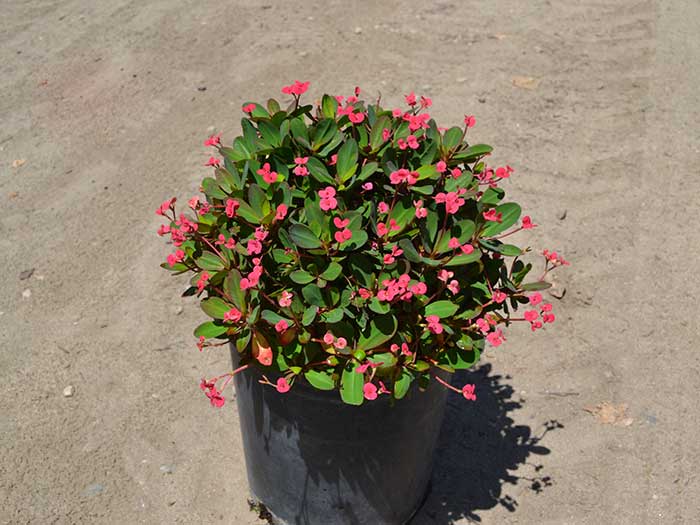 Euphorbia-m.-_crown-of-thorns