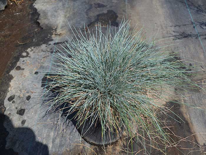 Festuca-glauca