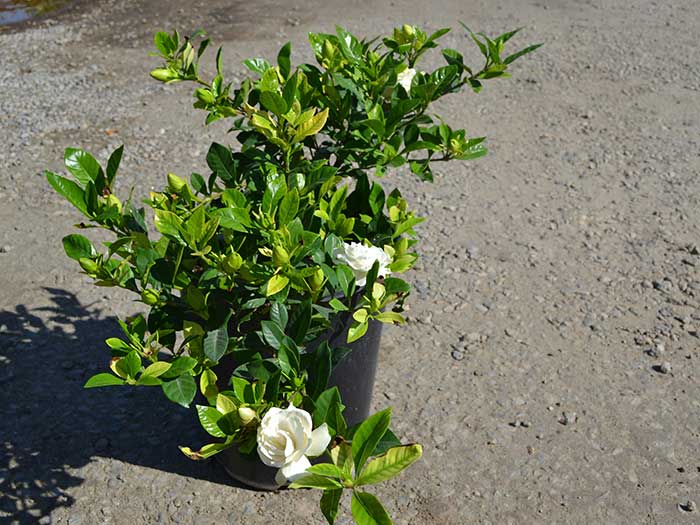 Gardenia-j.-veitchii