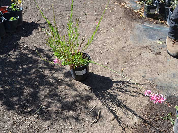 Gaura-lindheimeri-_siskiyou-pink