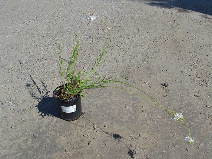 Gaura-lindheimeri_whirling-butterflies