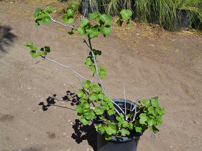 Gossypium