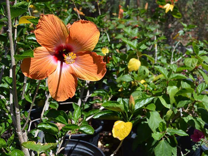 Hibiscus-hybrid