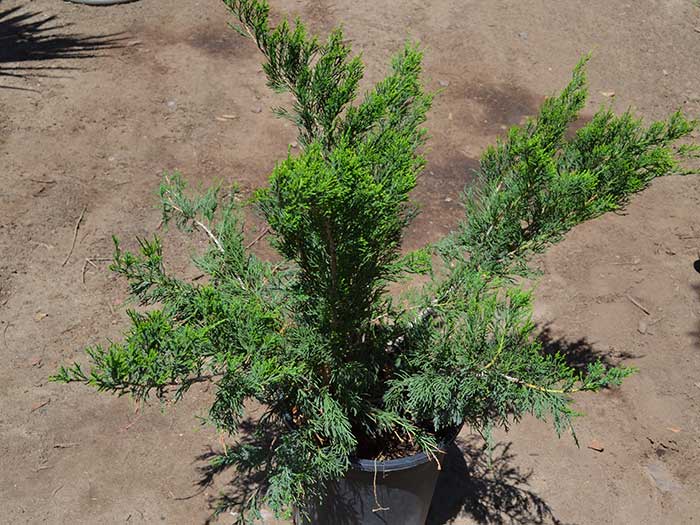 Juniperus-_sea-green_