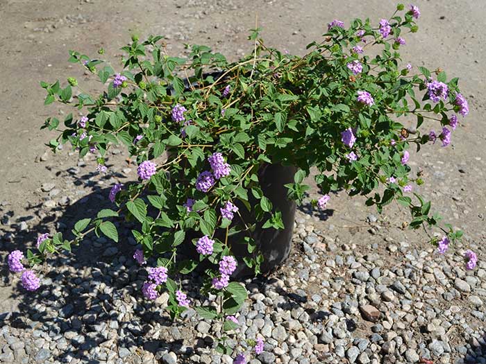 Lantana-montevidensis-_purple