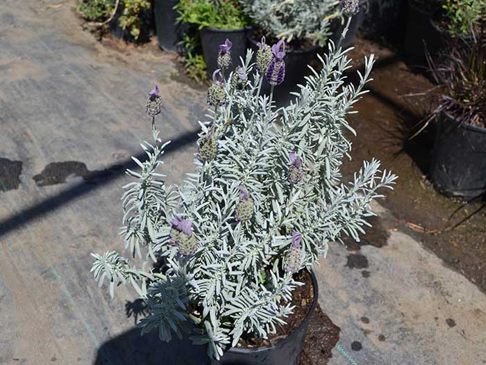 Lavandula