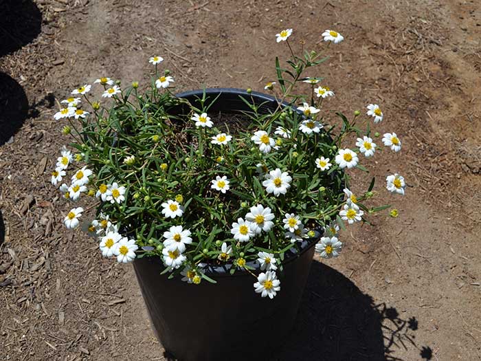 Melampodium-leucanthum