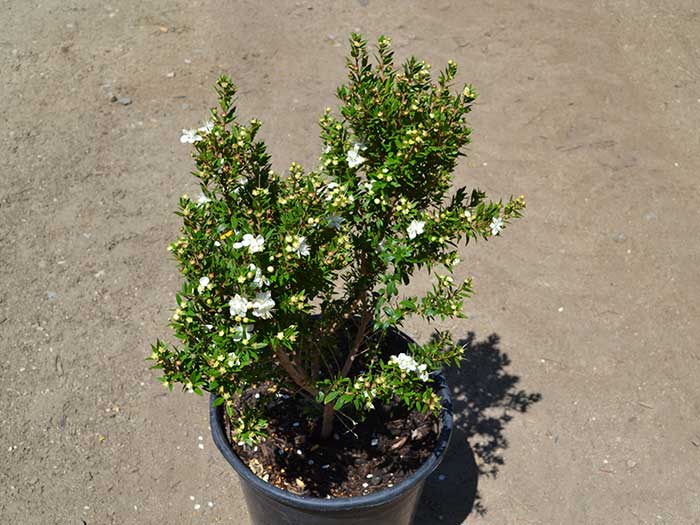 Myrtus-compacta