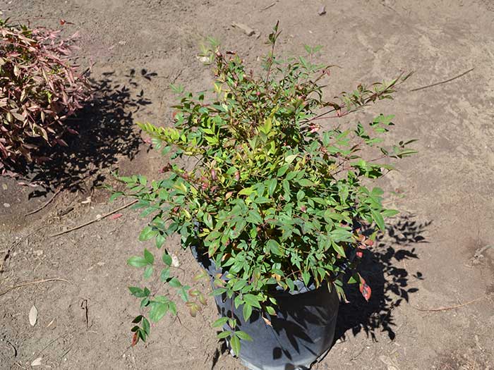 Nandina-domestica