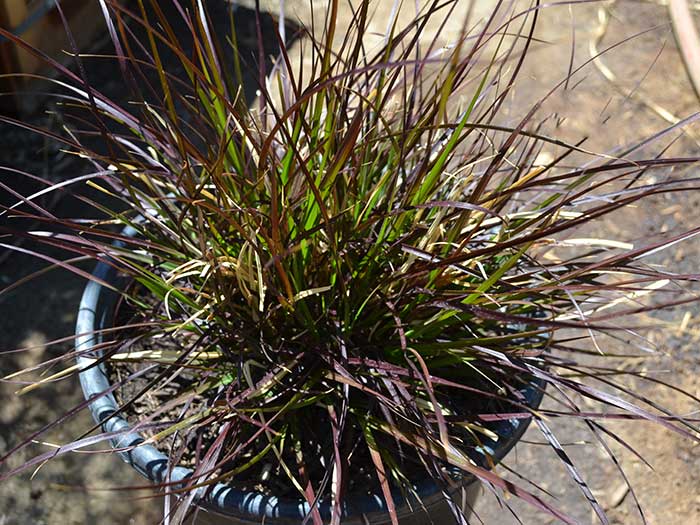 Pennisetum-s.-cupreum