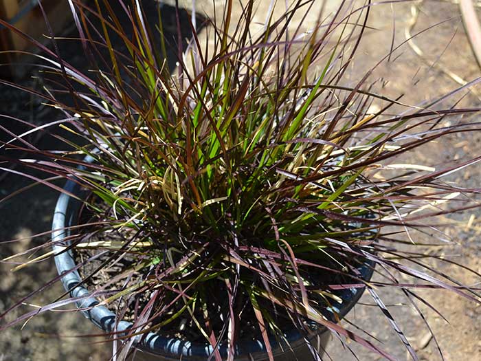 	Pennisetum-s.-cupreum	