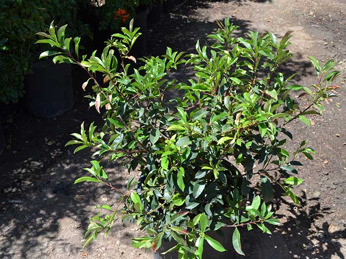Photinia-fraseri