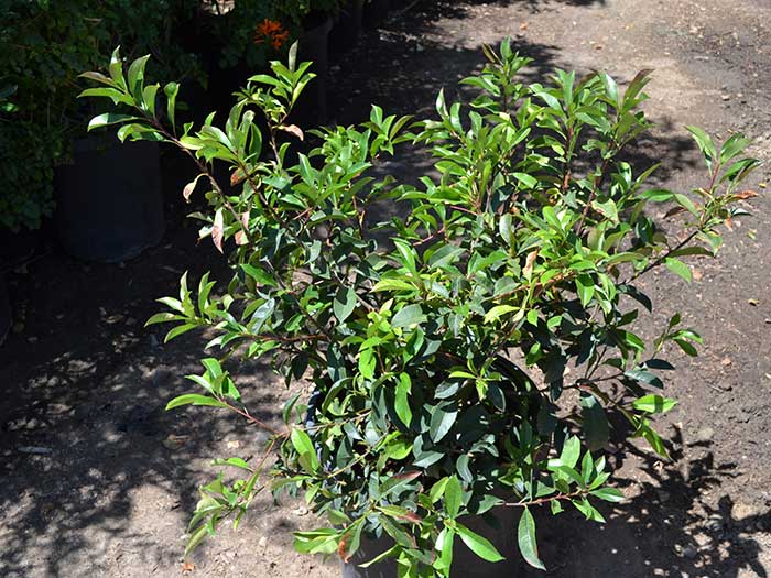 	Photinia-fraseri	