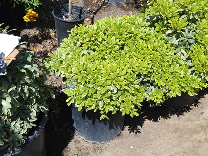Pittosporum-t._cream-de-mint
