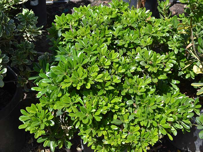 Pittosporum-t._wheeler_s-dwarf